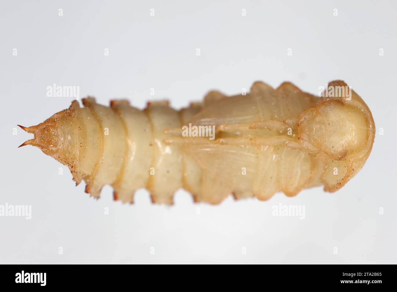 Mealworm Tenebrio molitor beetle pupa on a grey background Stock Photo