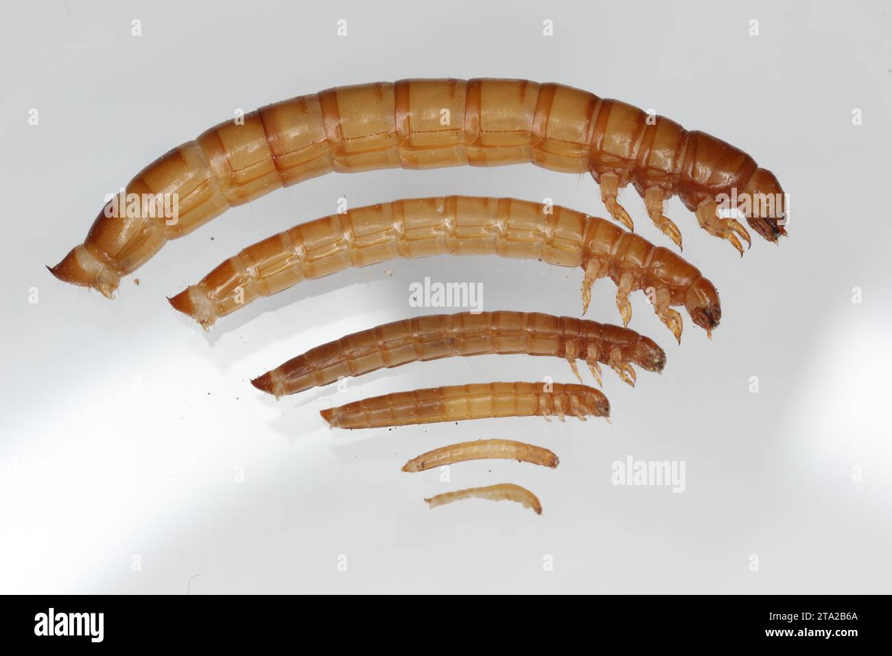 Yellow mealworm Tenebrio molitor beetle larva in their various stages of growth. Stock Photo