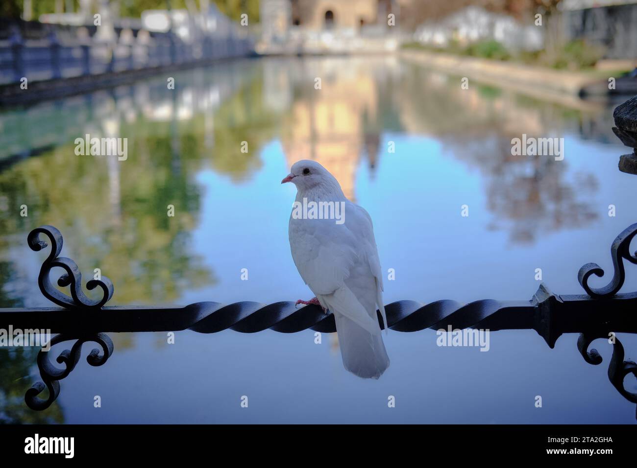 White Dove Stock Photo