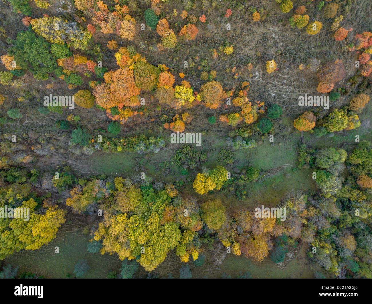 Aerial view of the Gresolet beech forest with the peak of autumn colors (Berguedà, Catalonia, Spain, Pyrenees) ESP: Vista aérea del hayedo de Gresolet Stock Photo