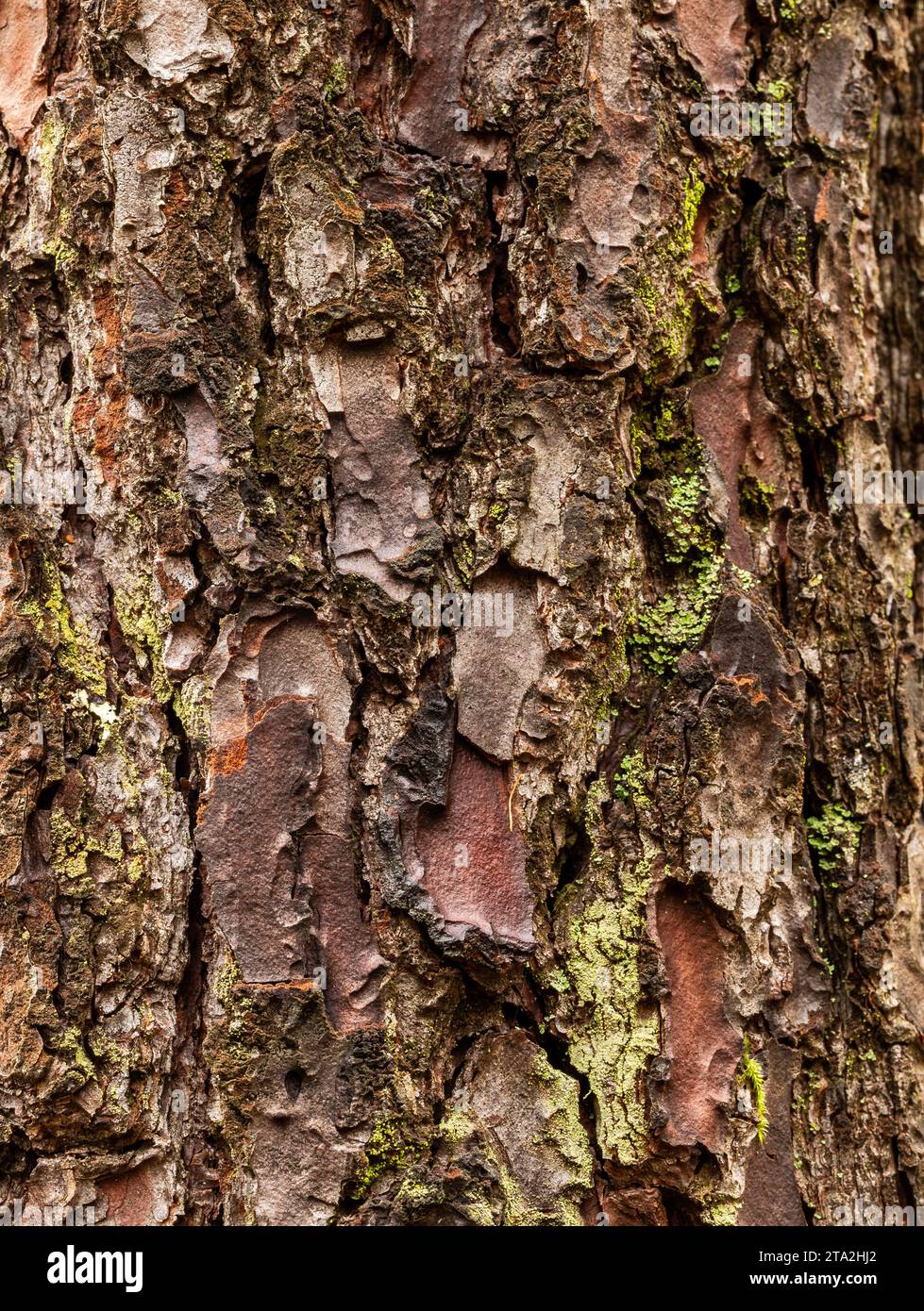 Vertical close up shot of an old rugged bark - pine tree. 'Pinus pinaster'. Natural abstract background Stock Photo