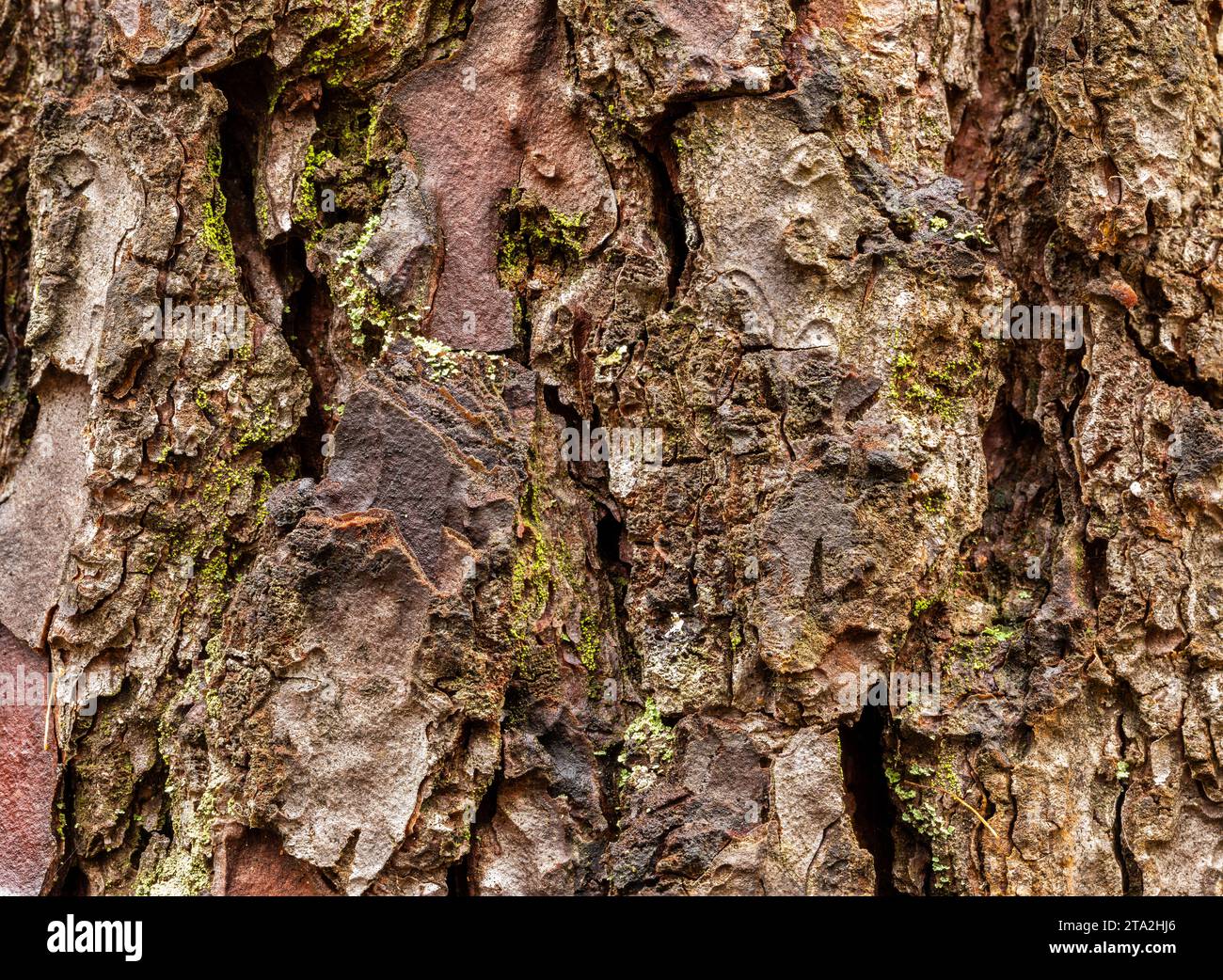 Close up shot of an old rugged bark - pine tree. 'Pinus pinaster'. Natural abstract background Stock Photo