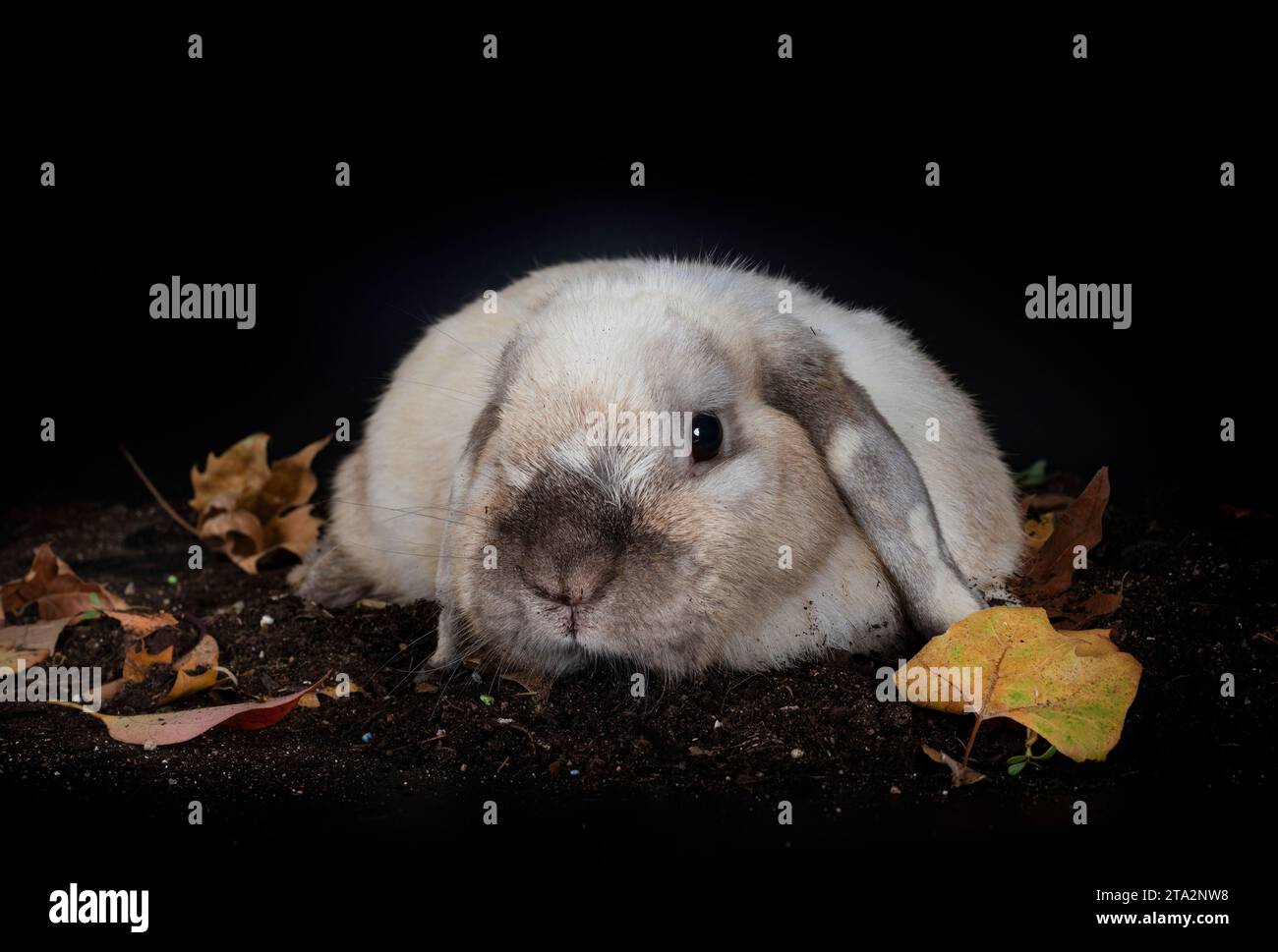 English lop black hi-res stock photography and images - Alamy