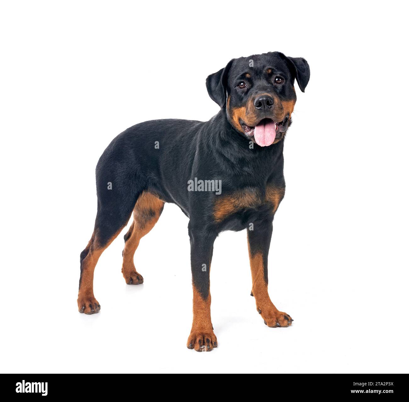 Purebred Rottweiler purebred rottweiler in front of white background Stock Photo - Alamy