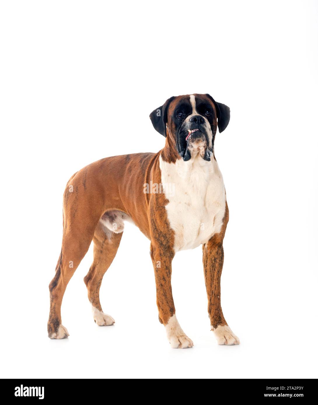 male boxer in front of white background Stock Photo - Alamy
