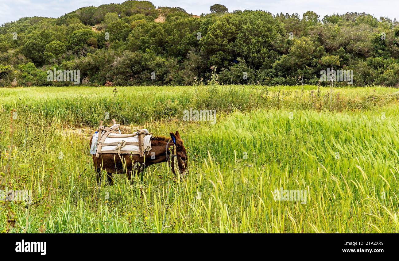 A pack donkey working on the Karpass Peninsula, Northern Cyprus Stock Photo