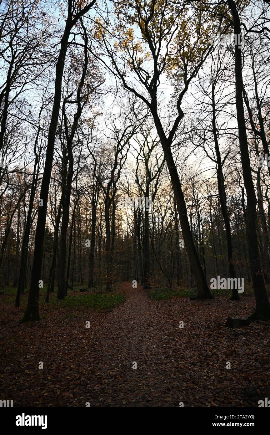 Trees in a forest in winter Stock Photo