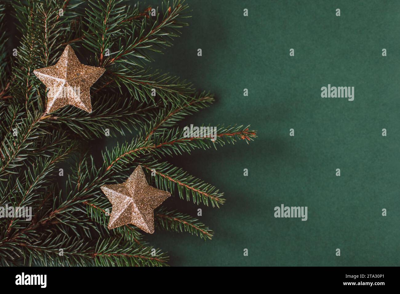 Spruce branches with golden sparkling stars on a dark green background ...
