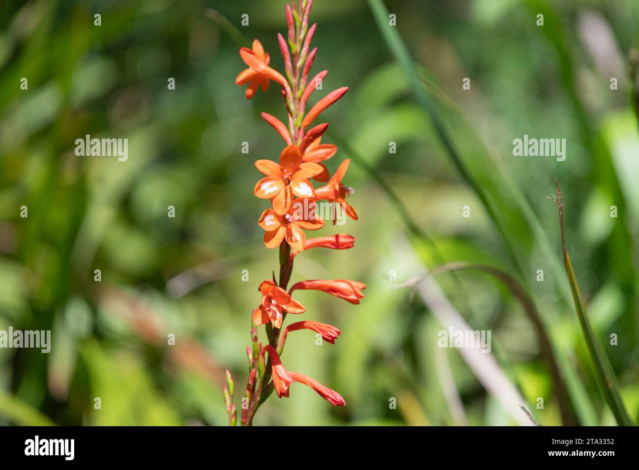 Close up of orange bugle lily (Watsonia) flowers in bloom Stock Photo