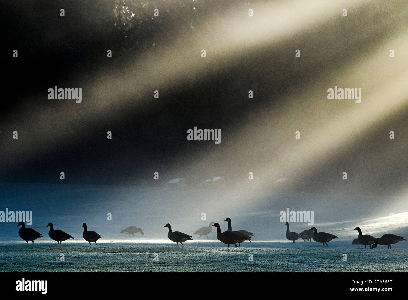 Canada geese, Foggy, frosty, Fall morning, Deer Lake Park, Burnaby, British Columbia, Canada Stock Photo