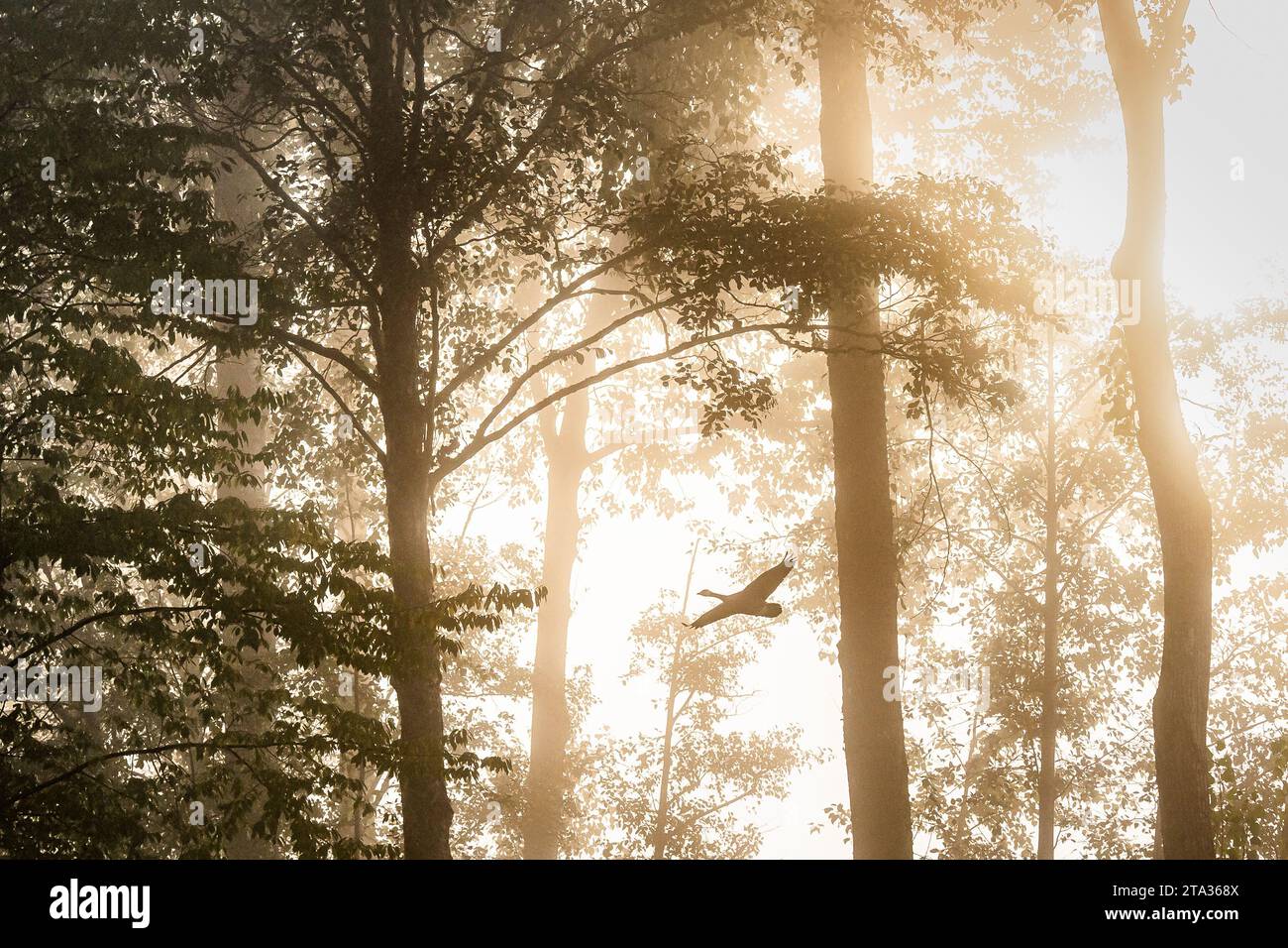 Foggy, Fall morning, Deer Lake Park, Burnaby, British Columbia, Canada Stock Photo