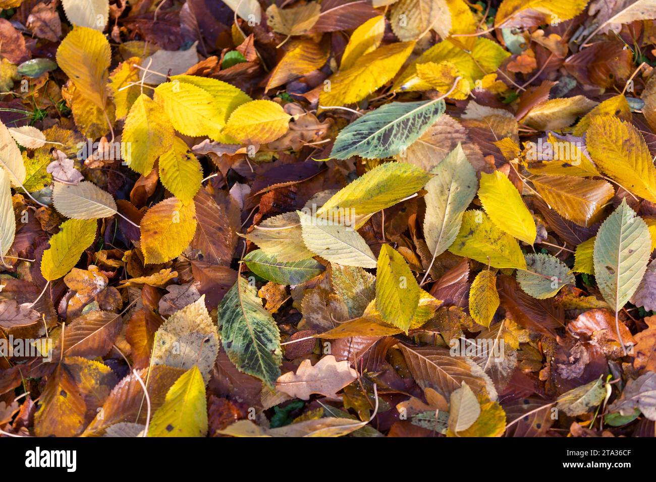 Verschiedene Oberflächen mit Laub und Bodenplatten Rasen im Herbst
