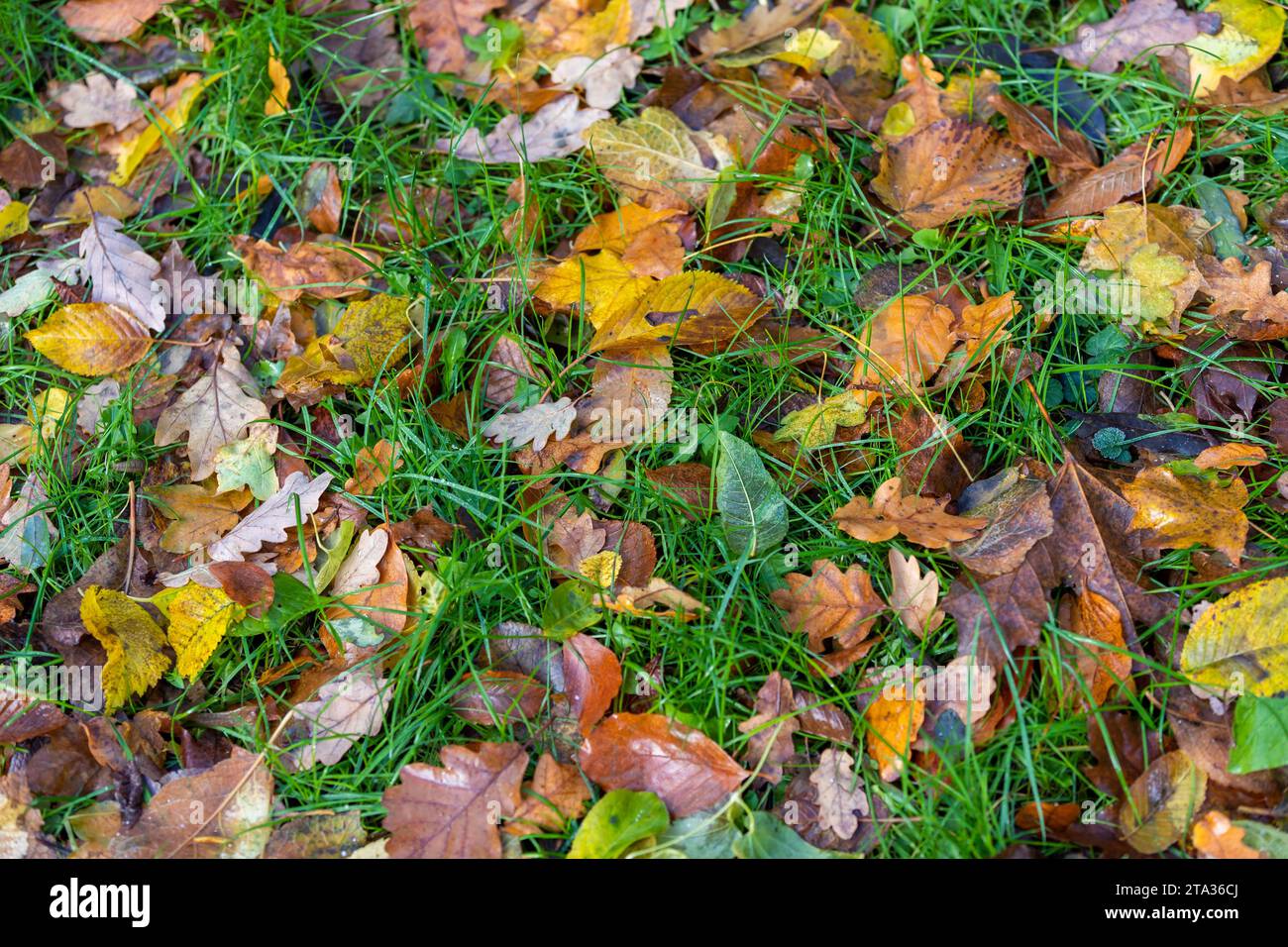 Verschiedene Oberflächen mit Laub und Bodenplatten Rasen im Herbst