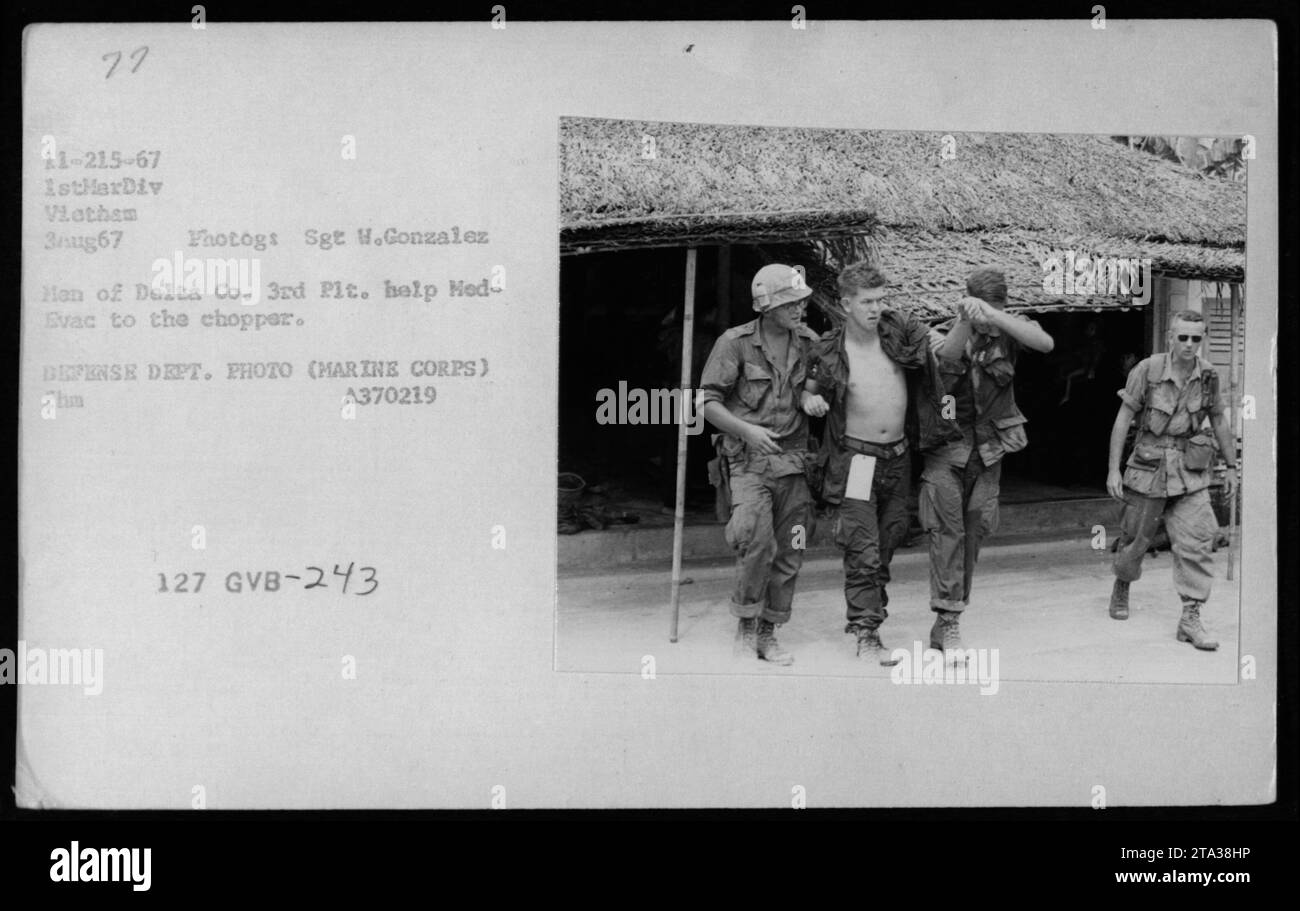 Marine Sergeant H. Gonzalez from Delta Company is shown providing assistance to a wounded soldier during a medical evacuation in Vietnam on August 3, 1967. The soldier is being escorted to the helicopter for evacuation. This photograph was taken by a military photographer from the Defense Department and is part of the American Military Activities during the Vietnam War collection. Stock Photo