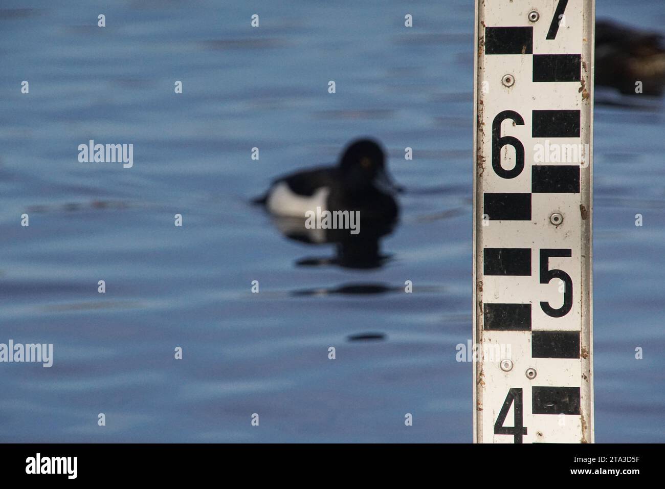 Wing ruler hi-res stock photography and images - Alamy