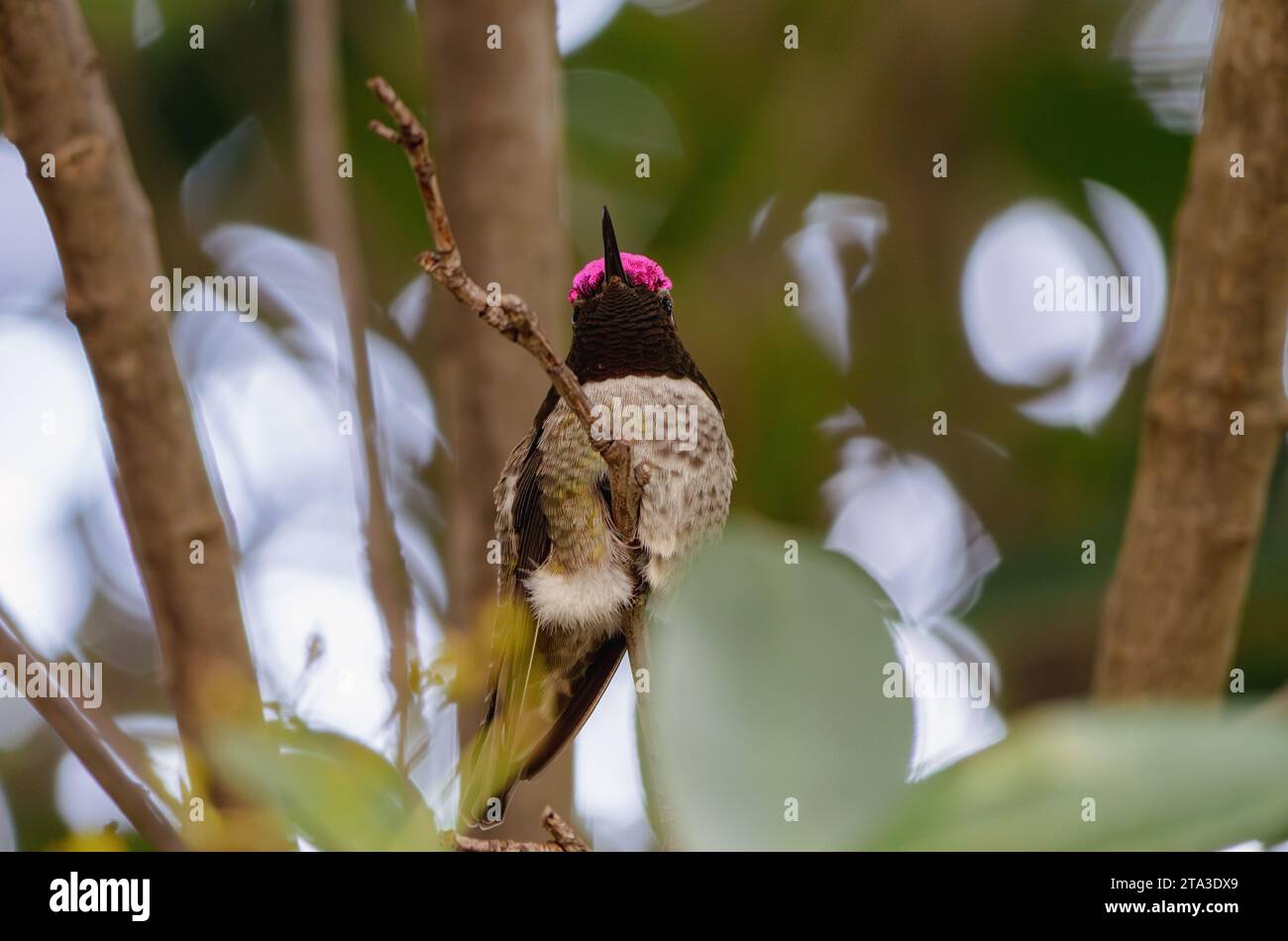 Picture of A bird perches on a branch of a tree, surrounded by lush green foliage ...