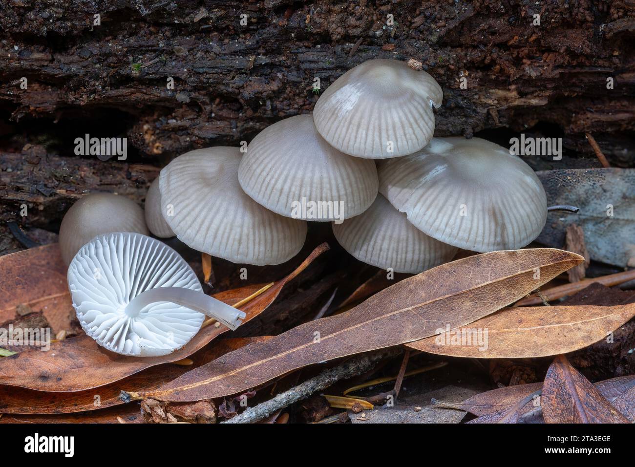 Mycena mushrooms. Upper Stevens Creek County Park, Santa Clara County, California, USA. Stock Photo