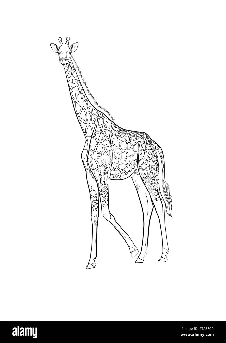 A detailed vector illustration of a majestic giraffe Stock Photo