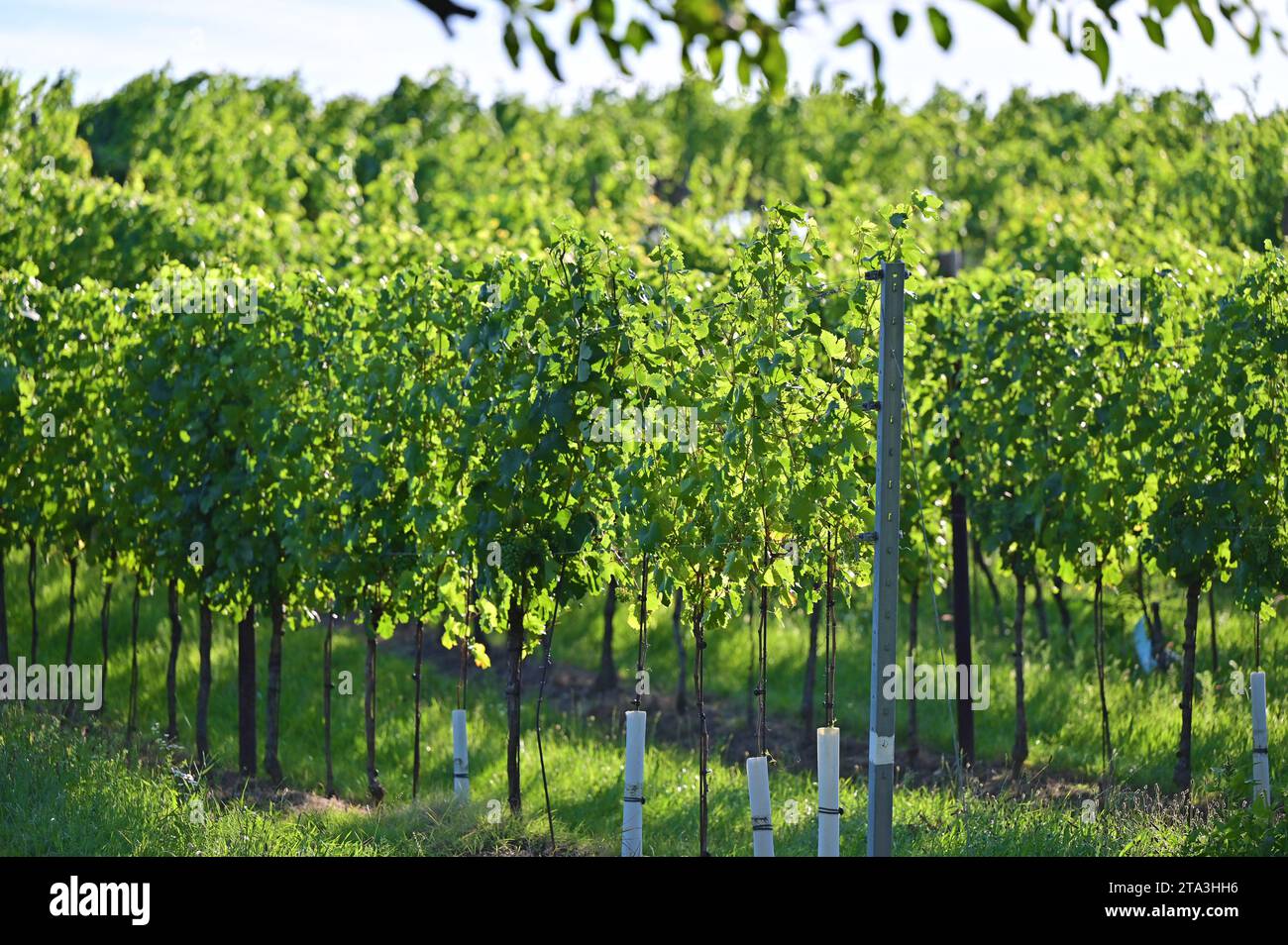 Vines in Prottes in Lower Austria Stock Photo