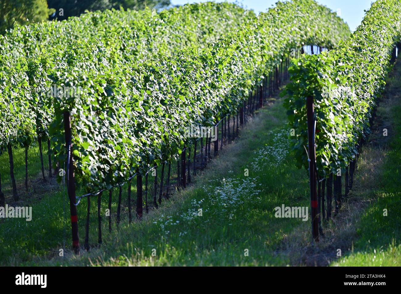Vines in Prottes in Lower Austria Stock Photo