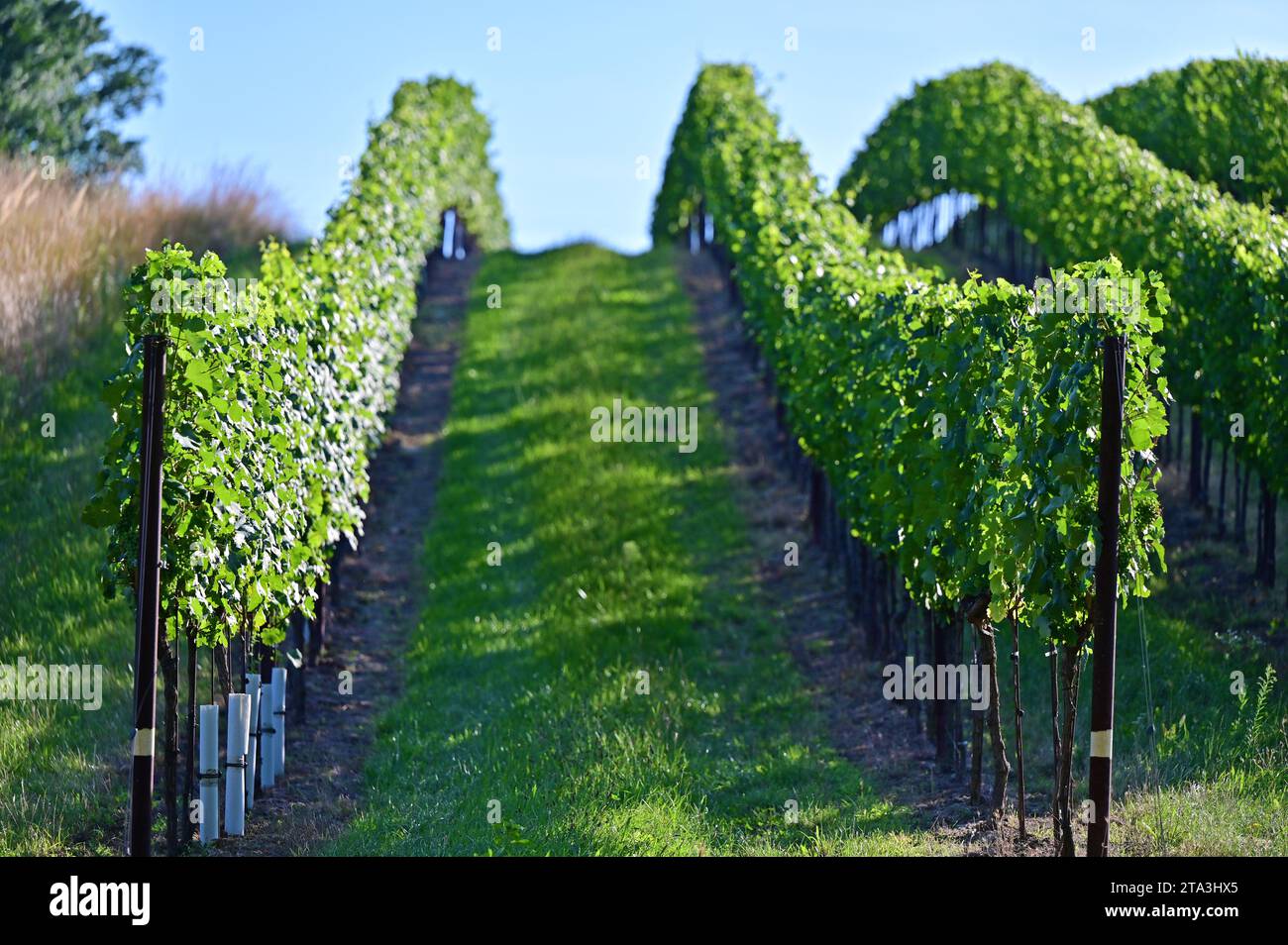 Vines in Prottes in Lower Austria Stock Photo