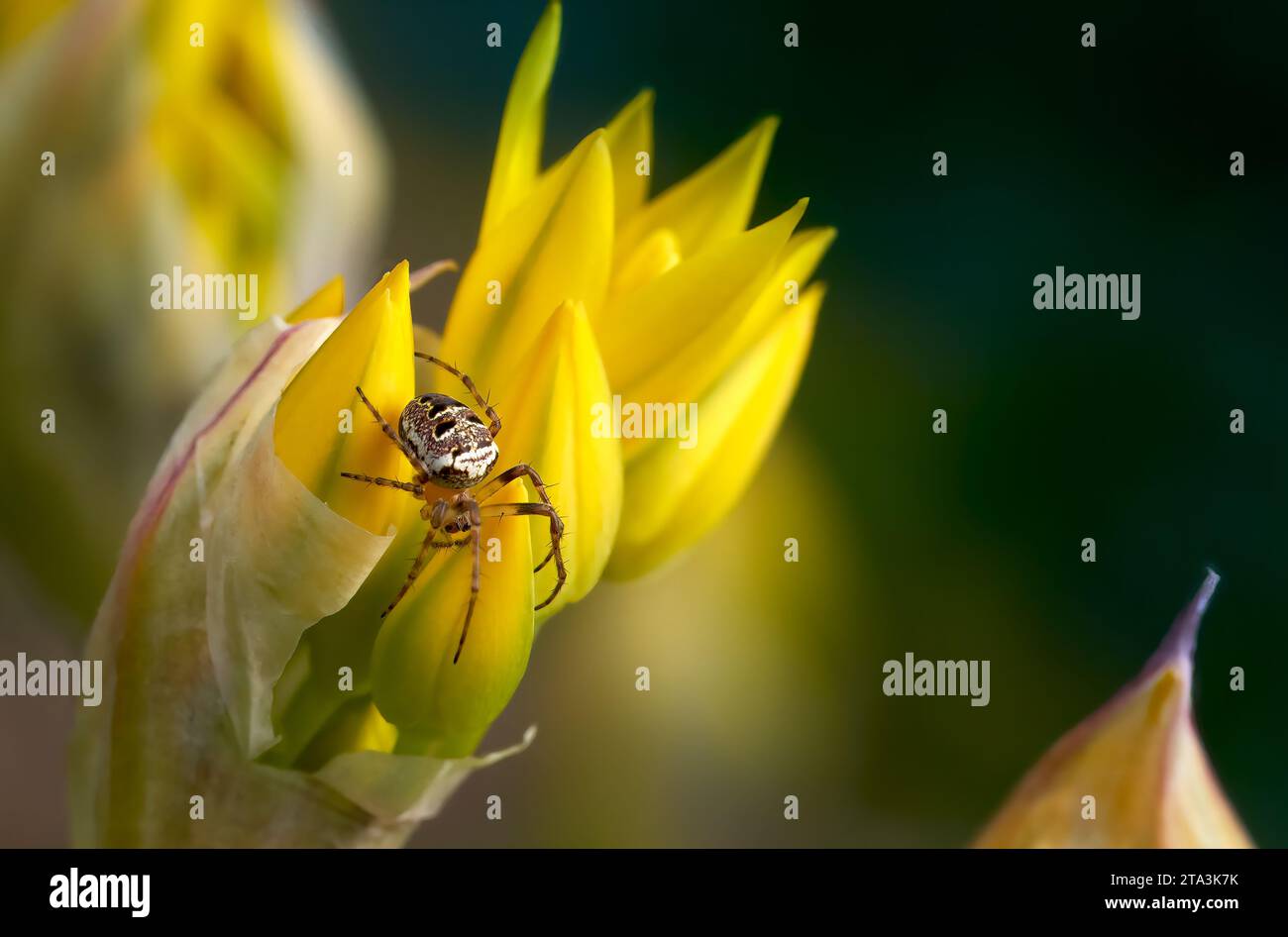 Spider Zilla diodia on flowers of Golden garlic (Allium moly) Stock Photo
