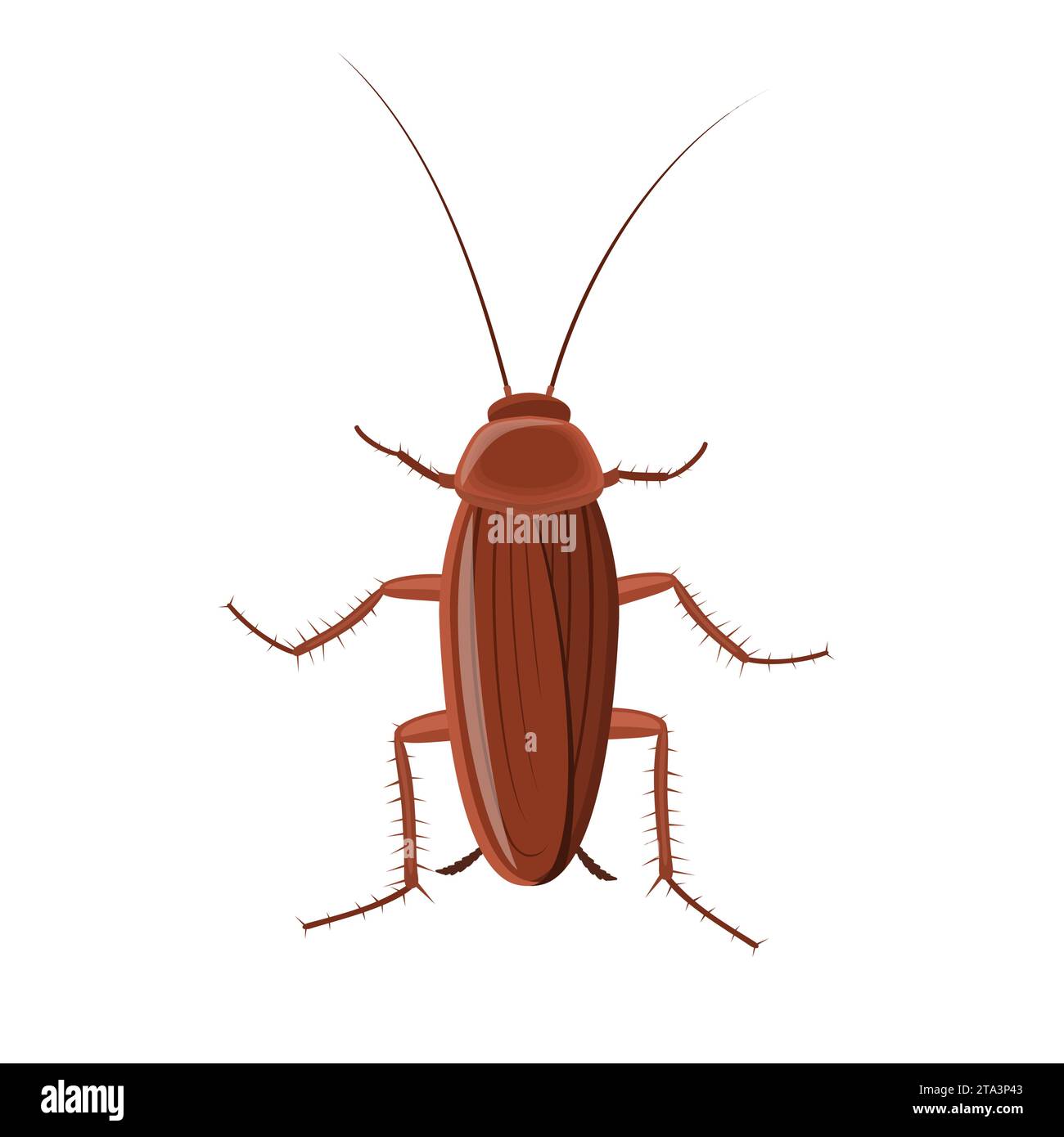 Cockroach insect isolated on white background, Pest bug icon top view