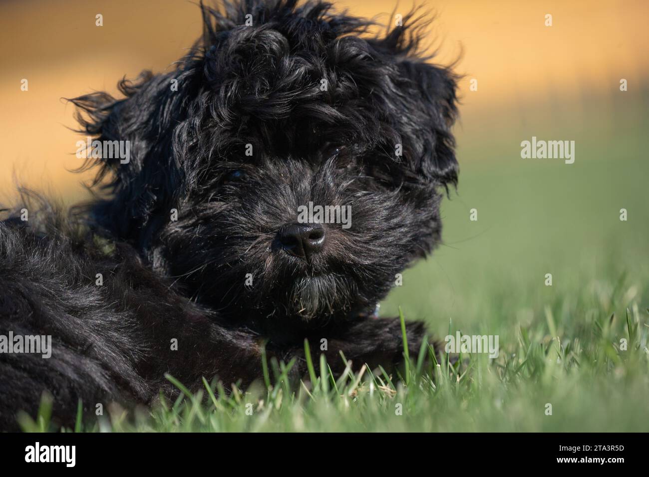 Close-up of photo of cute little havanese puppy with tilted head. Stock Photo