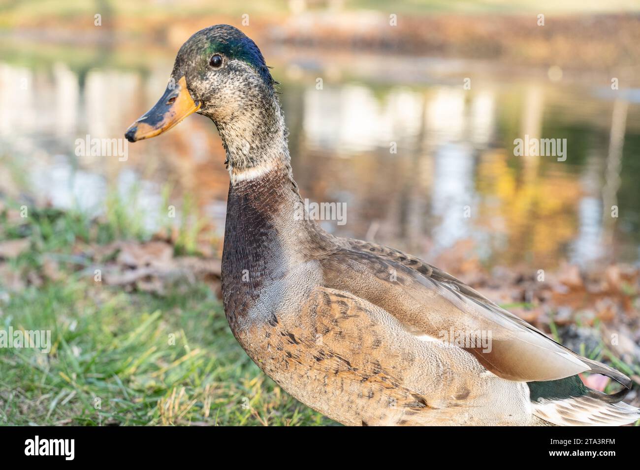 Young Mallard Duck Looks at Camera Stock Photo