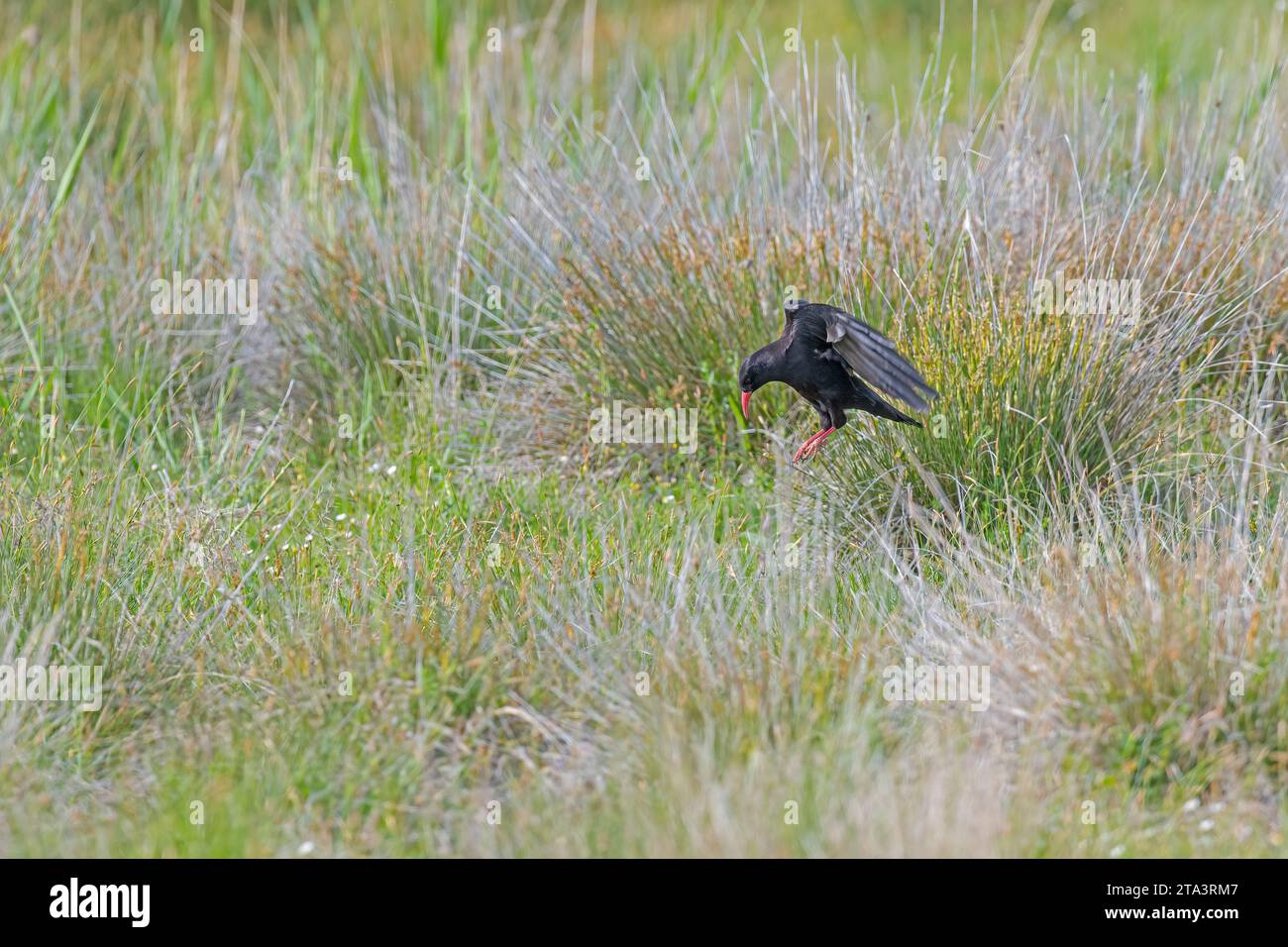 Red-billed Chough (Pyrrhocorax pyrrhocorax) flying through the grass. Stock Photo