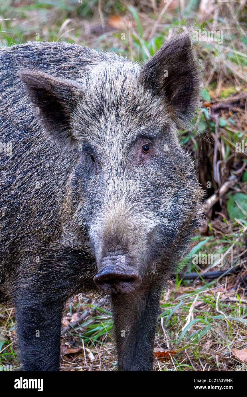 Wild Boar in the Forest of Dean Stock Photo
