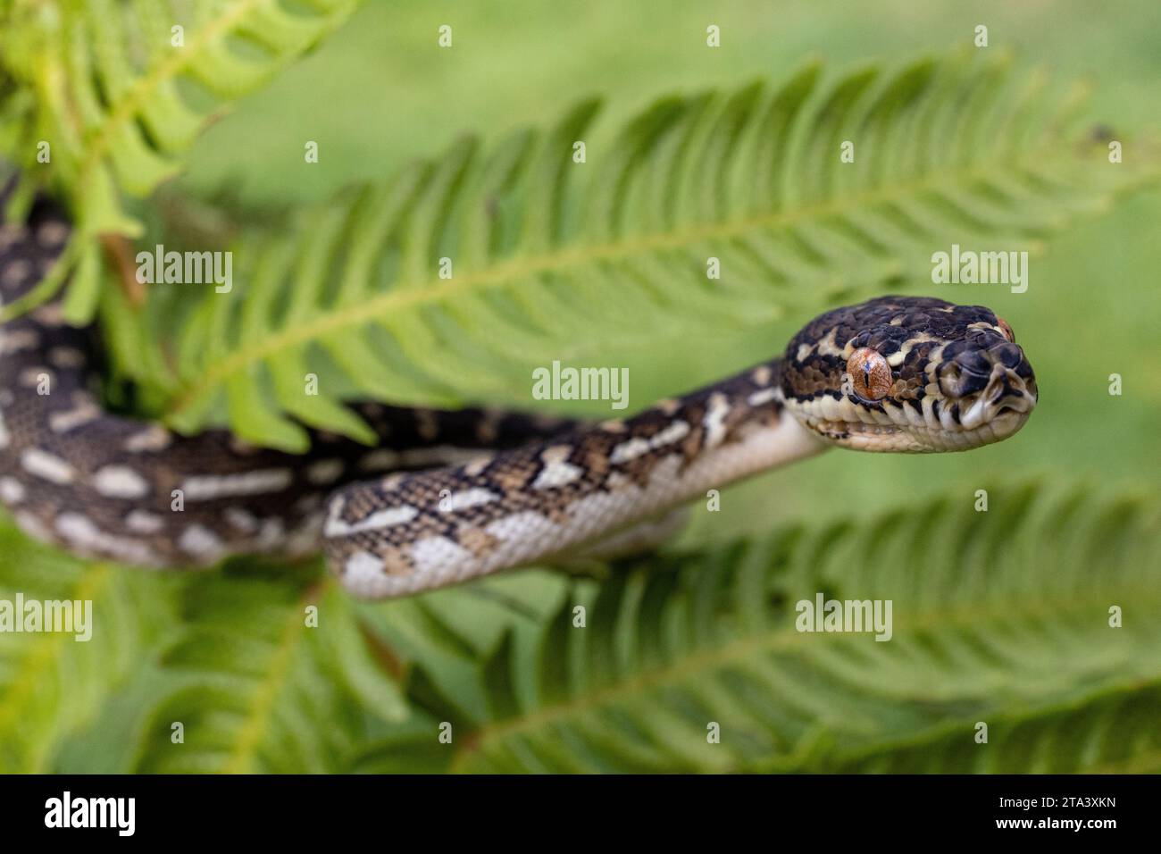 Australian Diamond Python climbing in tree fern Stock Photo - Alamy