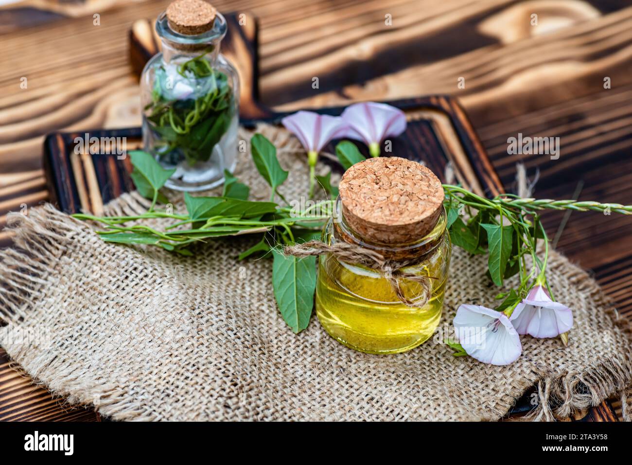 Convolvulus arvensis, or field bindweed making an elixir or tincture with essential oil from flowers Stock Photo