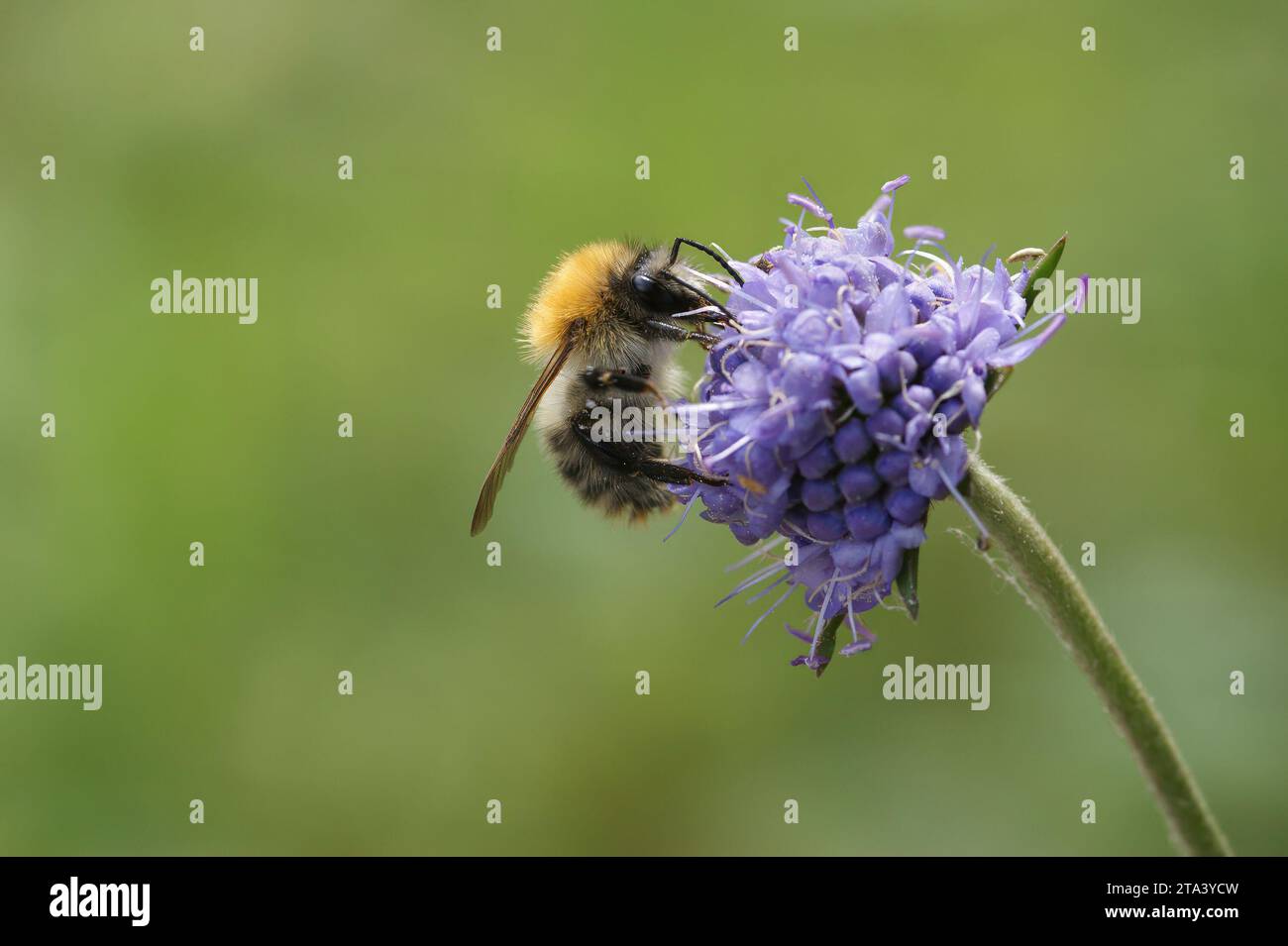 Colorful closeup on a brown banded bumblebee , Bombus pascuorum, sitting on a blue flower on a green background Stock Photo