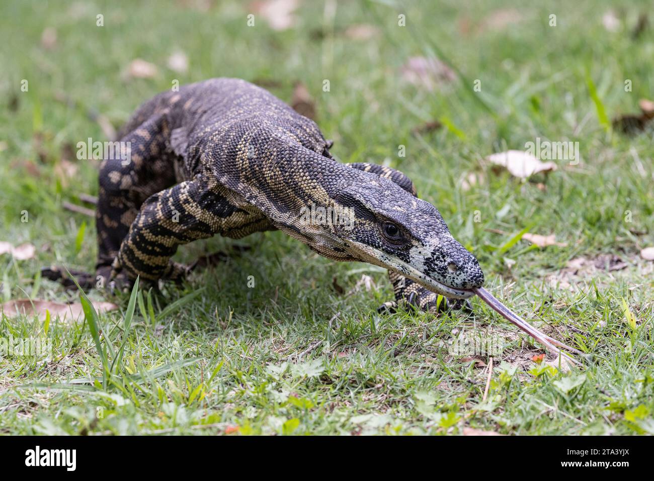 Australian Lace Monitor lizard in search of food Stock Photo - Alamy
