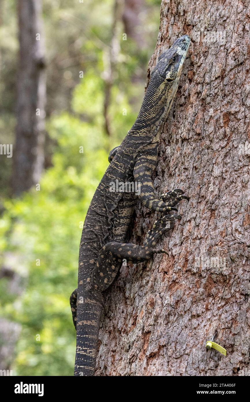 Australian Lace Monitor lizard climbing tree Stock Photo Alamy