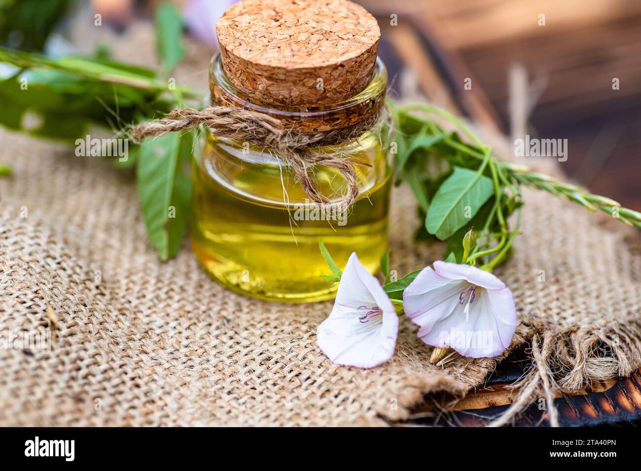 Convolvulus arvensis, or field bindweed making an elixir or tincture with essential oil from flowers. The use of flowers in the treatment of herbalist Stock Photo