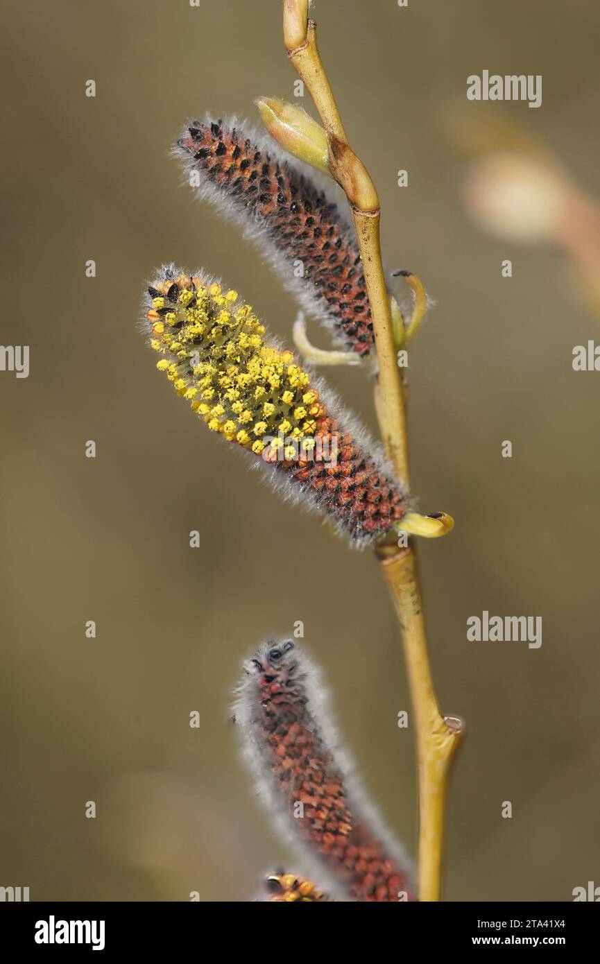 Natural vertical closeup on the yellow red colored catkins from the springtime blossoming Purple Willow, Salix purpurea Stock Photo