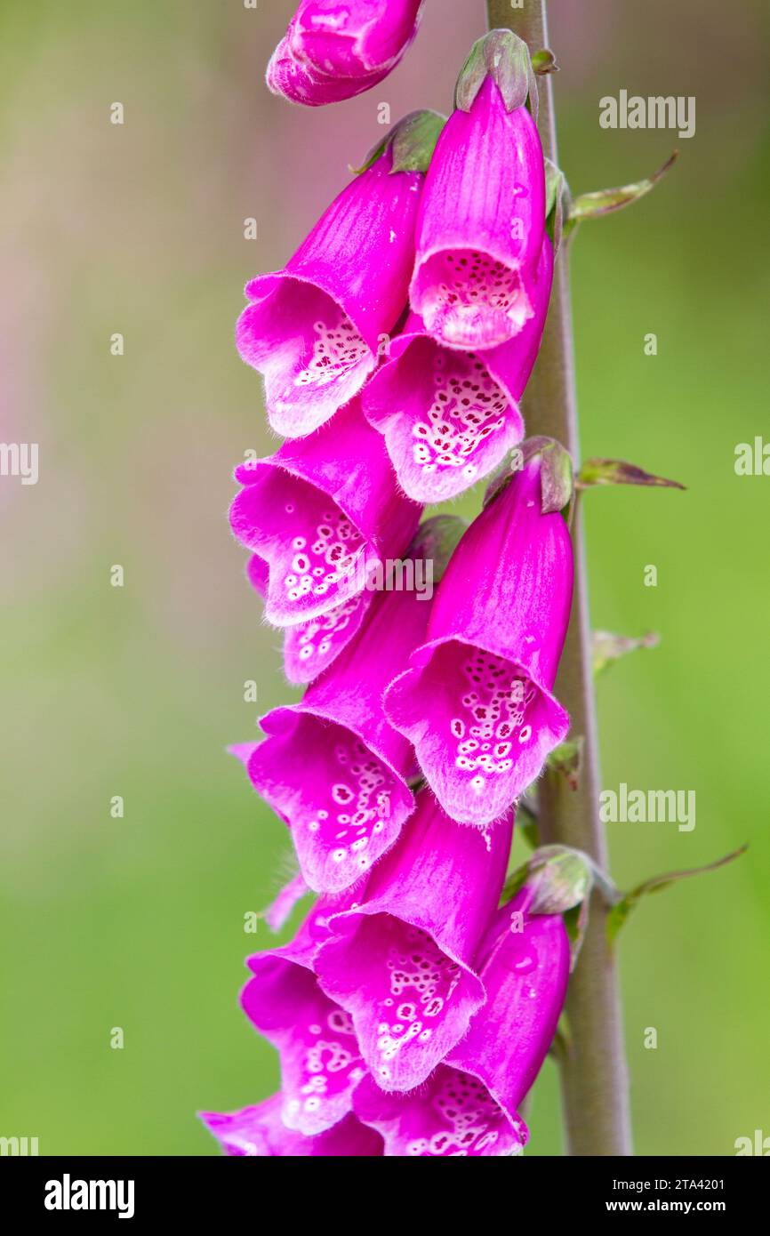 Closeup of the bright magenta pink tubular flowers of the common foxglove (Digitalis purpurea) blooming in spring against a soft green background. Stock Photo