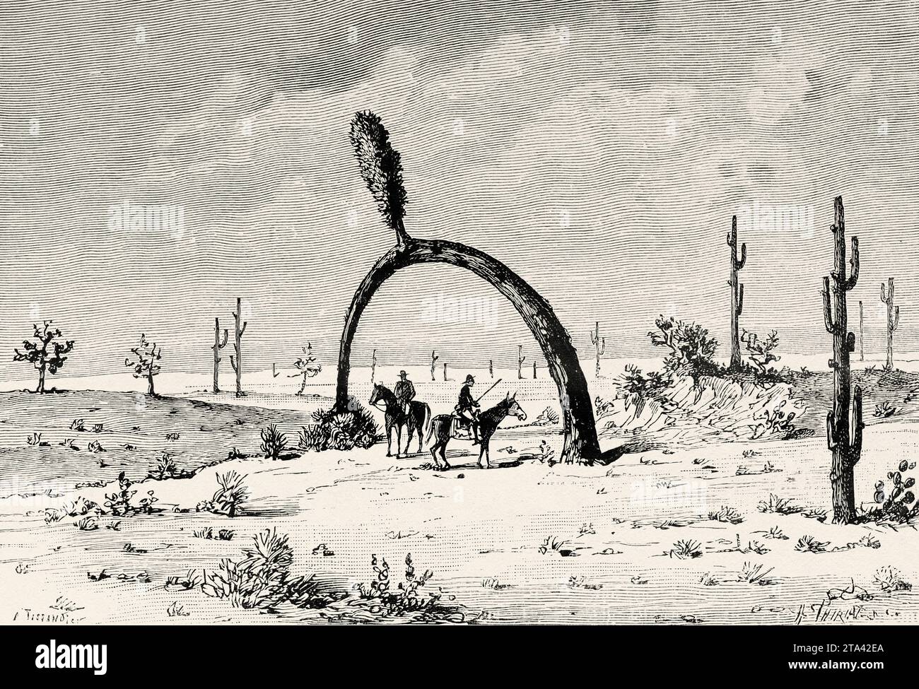 Giant Yucca at Mojave Desert, California, USA. Old illustration by Tissandier from La Nature 1887 Stock Photo