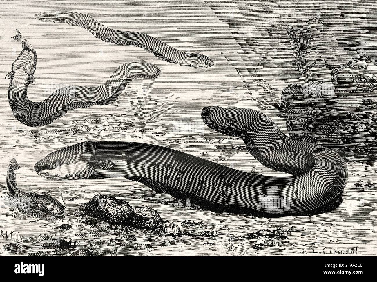 Electrical Eel (Ggymnote) Old illustration from La Nature 1887 Stock Photo