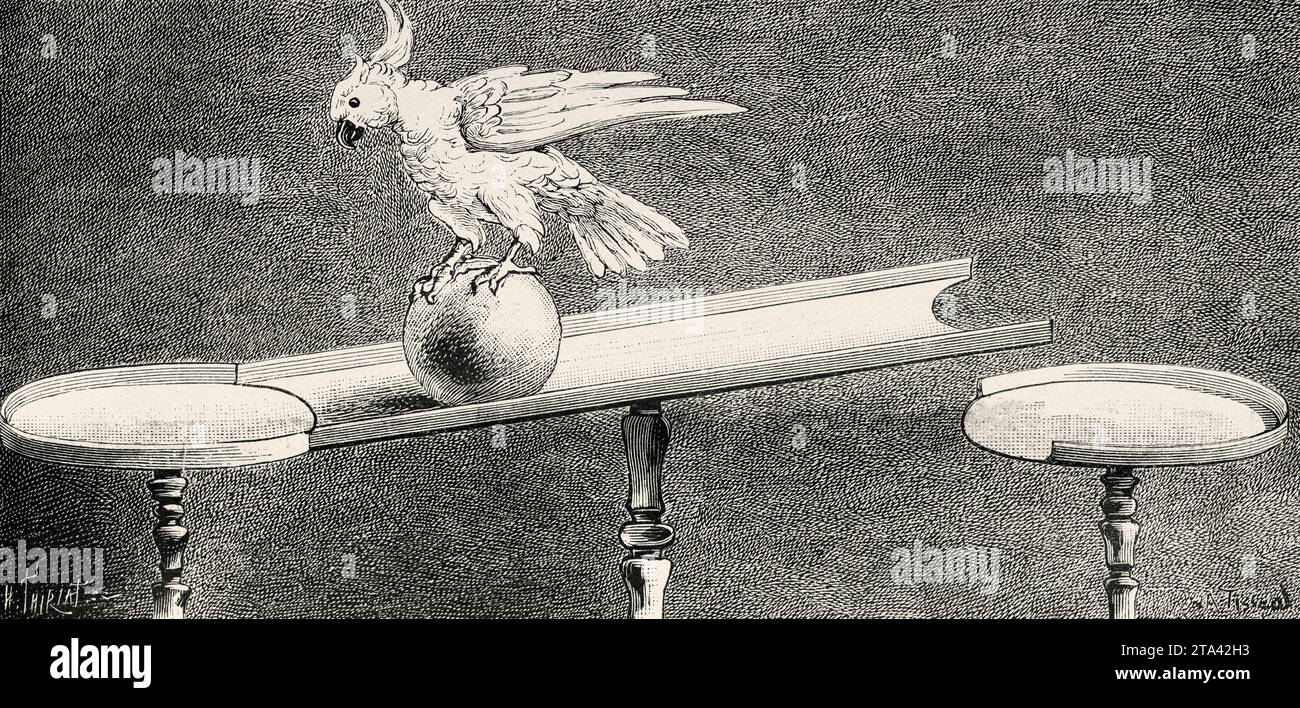 Learned parrots by Abdy in Paris. Parrot swinging on a moving ball rolling on a wobble board, France. Old illustration from La Nature 1887 Stock Photo