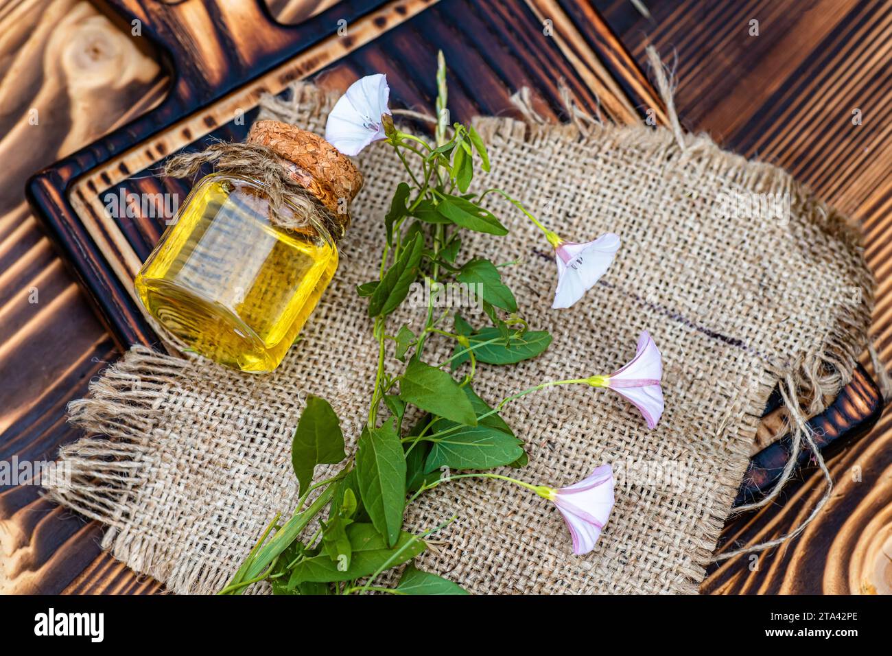 Convolvulus arvensis, or field bindweed making an elixir or tincture with essential oil from flowers. Top view. Fresh plants on a wooden cutting board Stock Photo