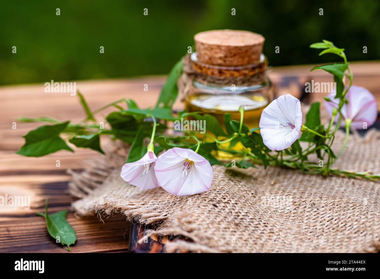 Convolvulus arvensis, or field bindweed making an elixir or tincture with essential oil from flowers. Fresh flowers collected during the flowering per Stock Photo