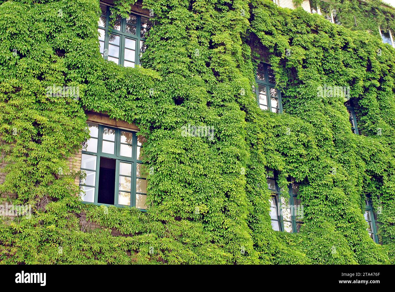 Building with climber plants, ivy growing on the wall. Ecology and