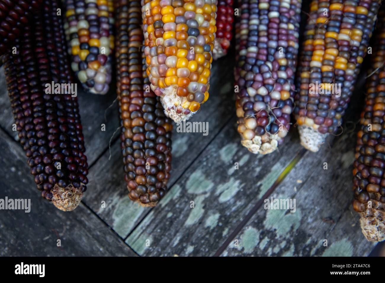 Indian Corn, with its rich array of multicolored kernels in hues of blue, red, yellow, and brown, is a traditional symbol of the fall harvest season. - Stock Image