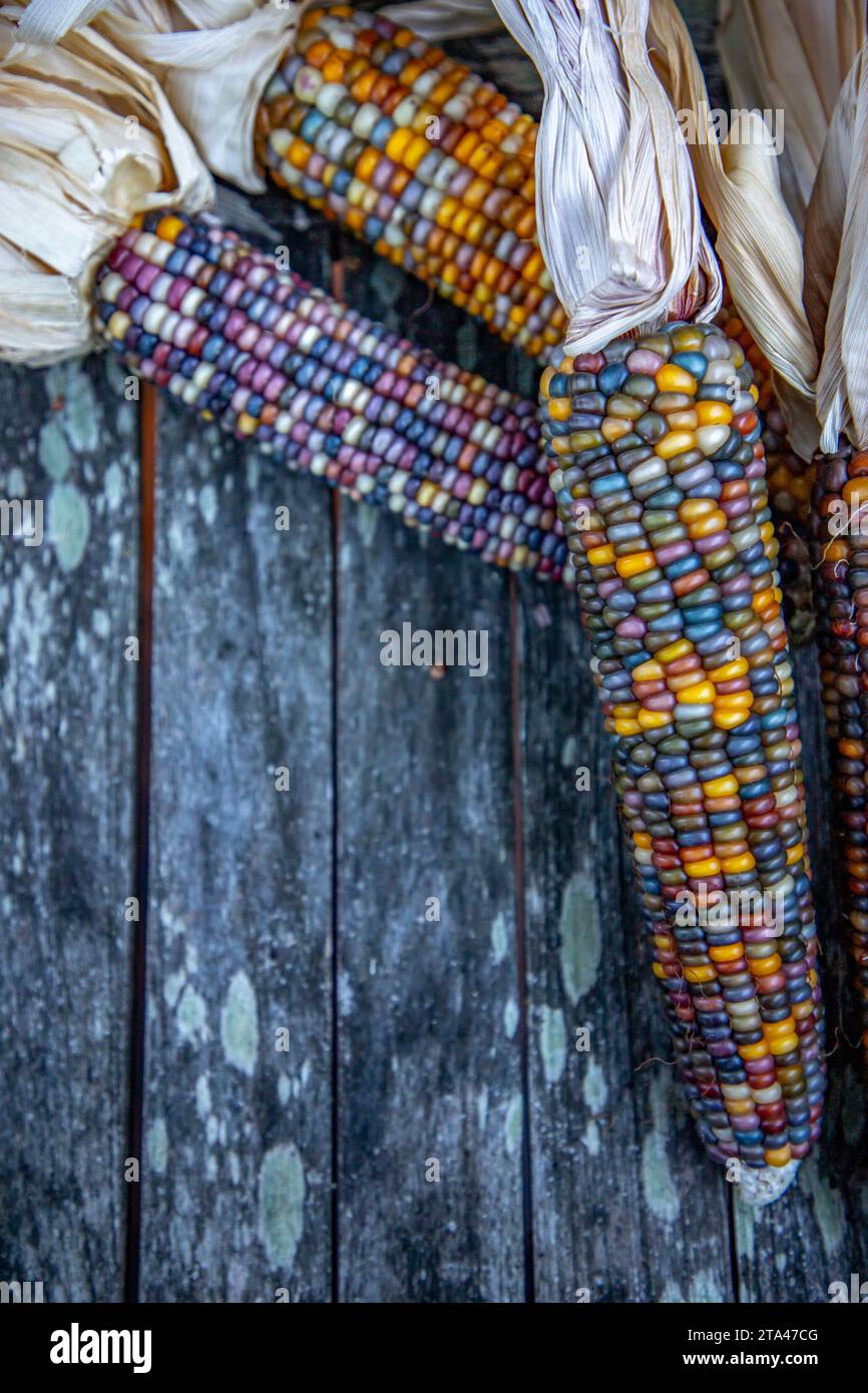 Indian Corn is an ornamental multicolored corn that symbolizes the harvest season in the fall. Stock Photo
