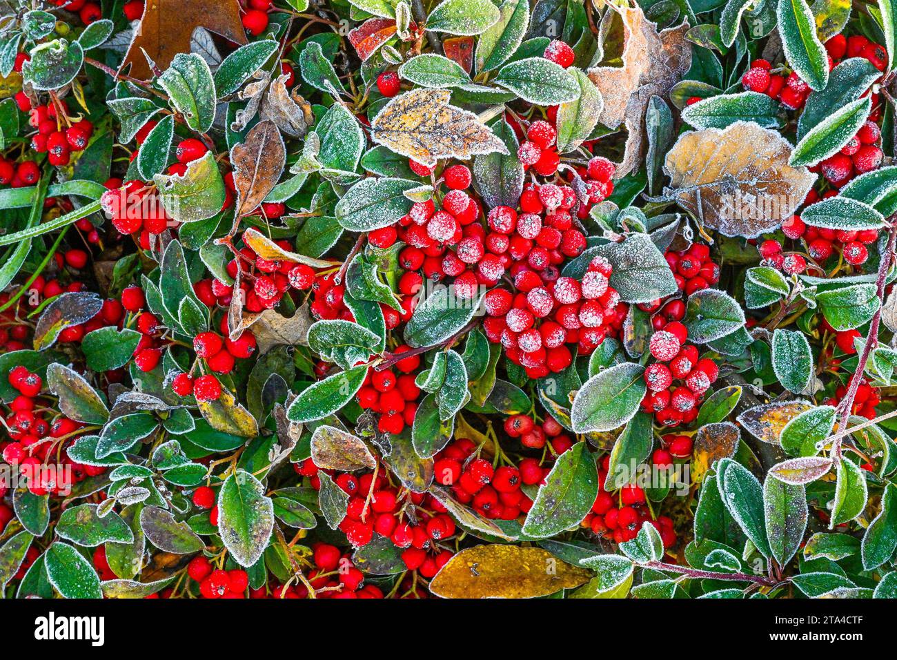 frost on red cotoneaster berries Stock Photo