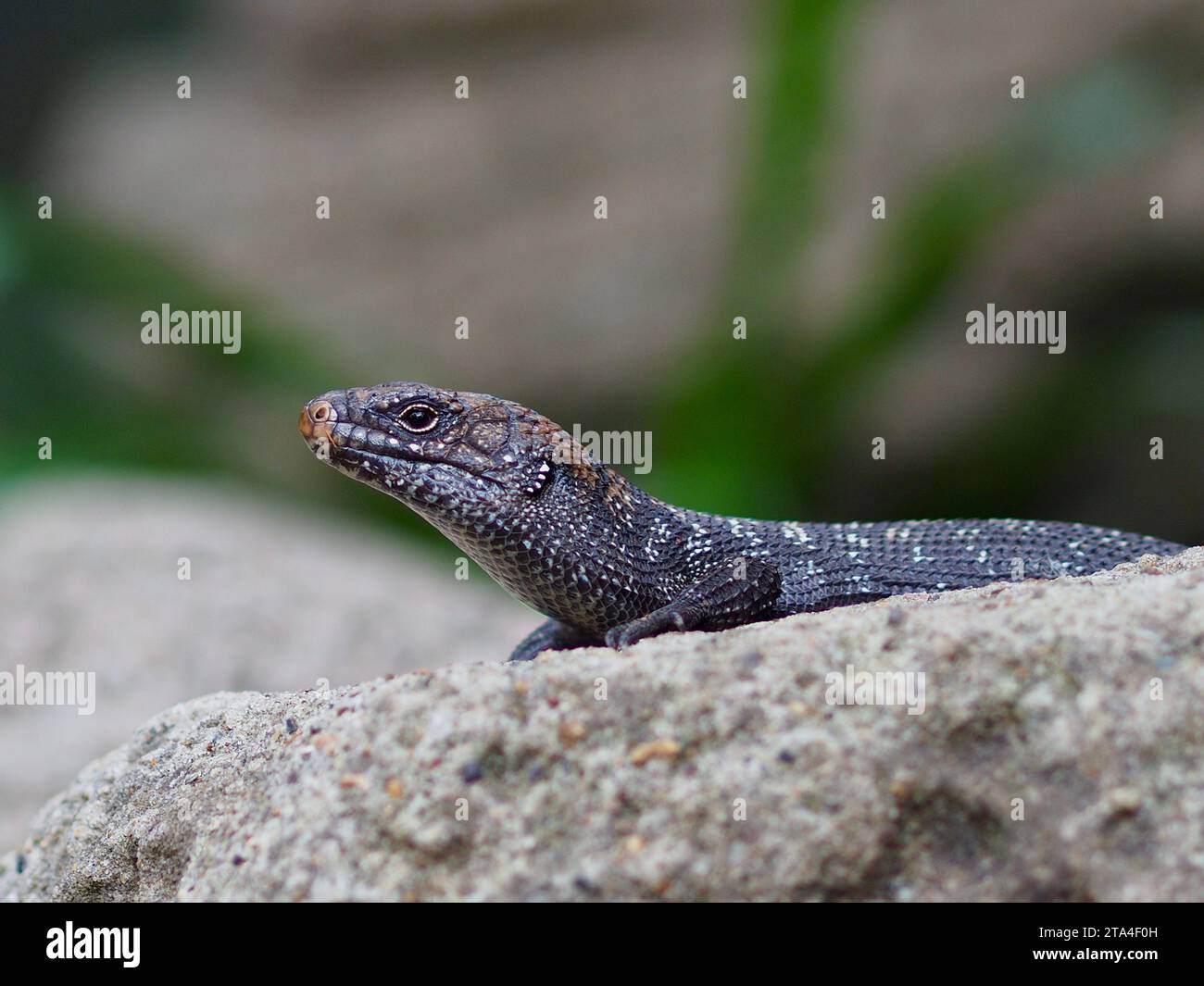 Sensational curious Cunningham's Skink with keen eyes and remarkable skin markings. Stock Photo