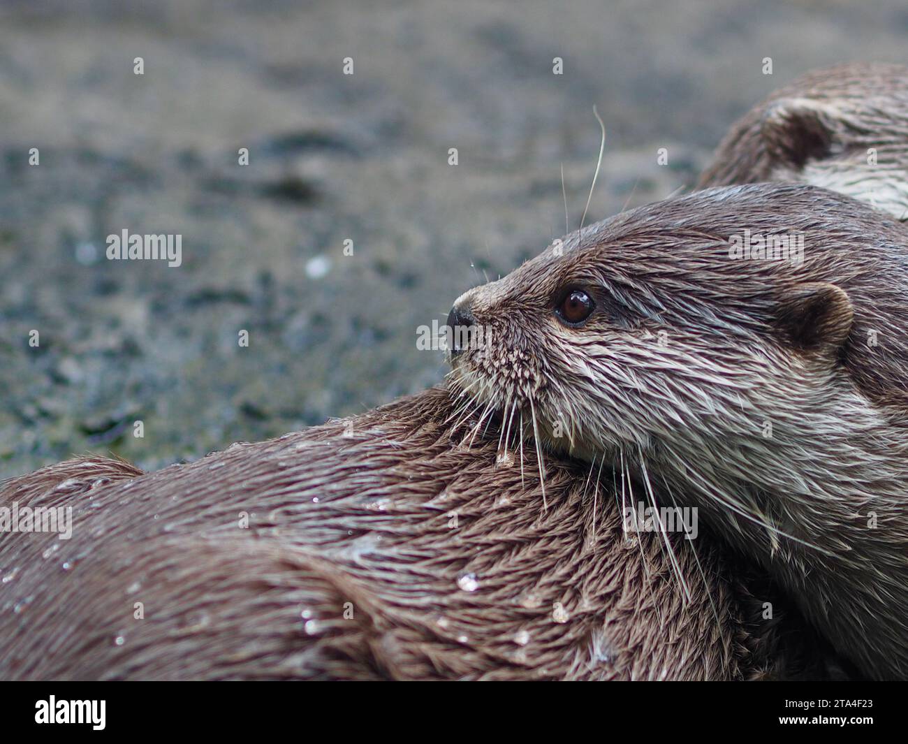 A closeup image of a delightful sleek Asian Small-clawed Otter in natural beauty. Stock Photo